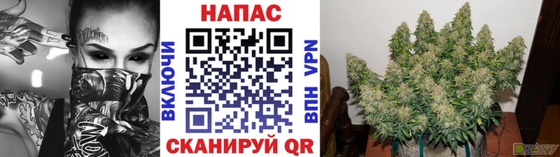 Купить  Онега  Канабис SATIVA & INDICA 